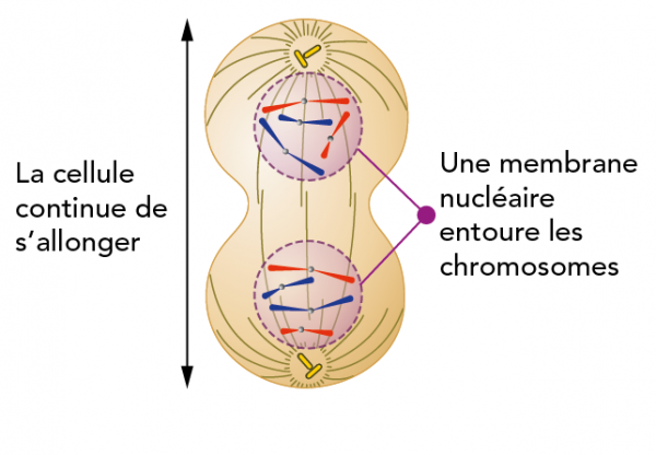 Schéma de Cytokinèse